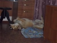 Злата спит.jpg