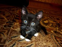 Chernyj_s_belymi_nosochkami_kotenok_1_5_mesyaca.jpg