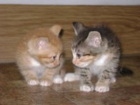 DSC00983.JPG
