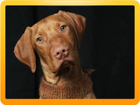 vizsla.jpg