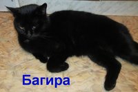 багира.jpg