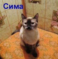 симиа.jpg