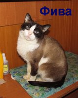 фива.jpg