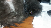 2013-03-16_14-56-40_504.jpg