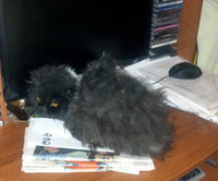 2013-03-16_14-57-46_429.jpg