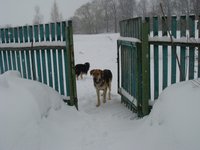 гонч1.JPG