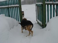 гончая2.JPG
