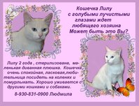 объявление киса Людмилы копиям.JPG