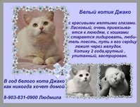 объявление кот Людмилы копиям.JPG