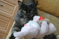 DSC_081734.gif