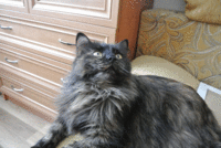 DSC_0804.gif