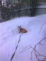 Угнездилась 1.jpg