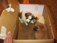 IMG_5275.jpg