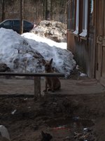 щен2.JPG