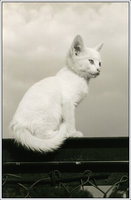 белый котенок.jpg