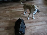 IMG_2517.jpg
