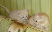 кость.jpg
