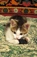 1DSC08589.jpg