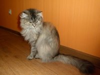 кошка ш.JPG