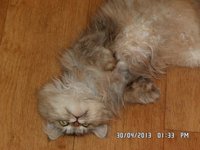 кошка ш 1.JPG