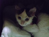 мия9.jpg