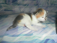 20130516220246_SAM_7235.JPG