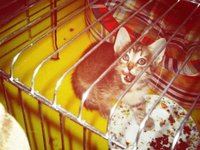 GFRANQ_LALALA28_36877782_CHRONICLE (1).jpg