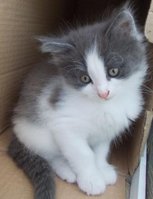 Коть 2.jpg