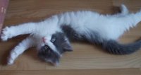 Коть 3.jpg