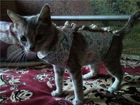 Серая- в попоне.jpg