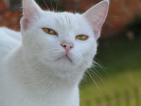white-cat.jpg