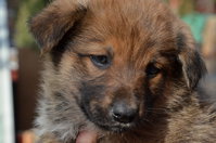 DSC_2377_новый размер.JPG