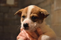 DSC_2730_новый размер.JPG