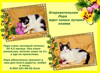 Алла пятнистыйм.JPG