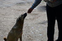 DSC_5246_новый размер.JPG