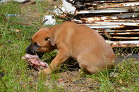 DSC_5291_новый размер.JPG