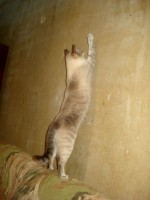 DSC00268.JPG