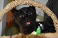 !11.jpeg (105.51 КБ) 2000 просмотров !11.jpeg