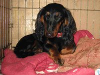 Такса. Валента.jpg