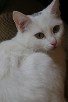 DSC00539.JPG