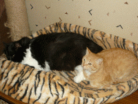 P1060178.gif