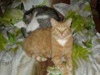 P1060174.gif
