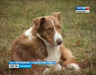 Пес.png