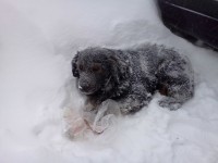 14 собака.jpeg