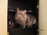 Лена кошка.jpeg