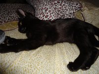 Виски дома.JPG