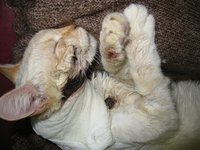 кот Валента.jpg