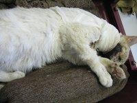 Кот Валента 2.jpg