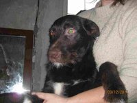 Бородатик 1.jpg