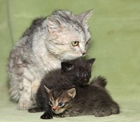 Дашка с котятами.jpg
